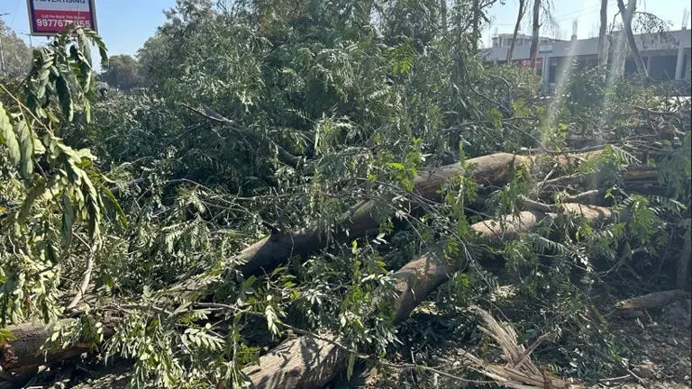 Ayodhya Bypass Bhopal News Bhopal Tree Cutting Issue Ayodhya Bypass Road Widening Bhopal Environment Protest 7871 Trees Cutting Bhopal Tree Saving Movement Bhopal Development vs Environment India Urban Development and Environment Bhopal Green Belt Issue Road Project Environmental Impact