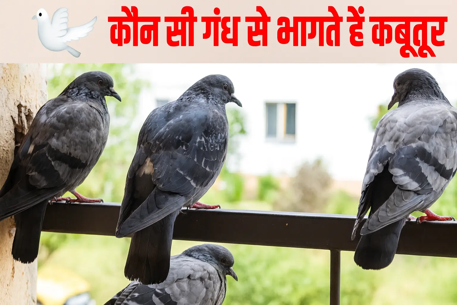 kabutar ko kaise bhagaye balcony se kabutar kaise bhagaye pigeon control tips in hindi kabootar bhagane ke tarike pigeons away from balcony Kabutar kaise bhagaye Pigeon control Balcony cleaning tips Home remedies Natural repellent Bird spikes Balcony netting Pigeon problem solution